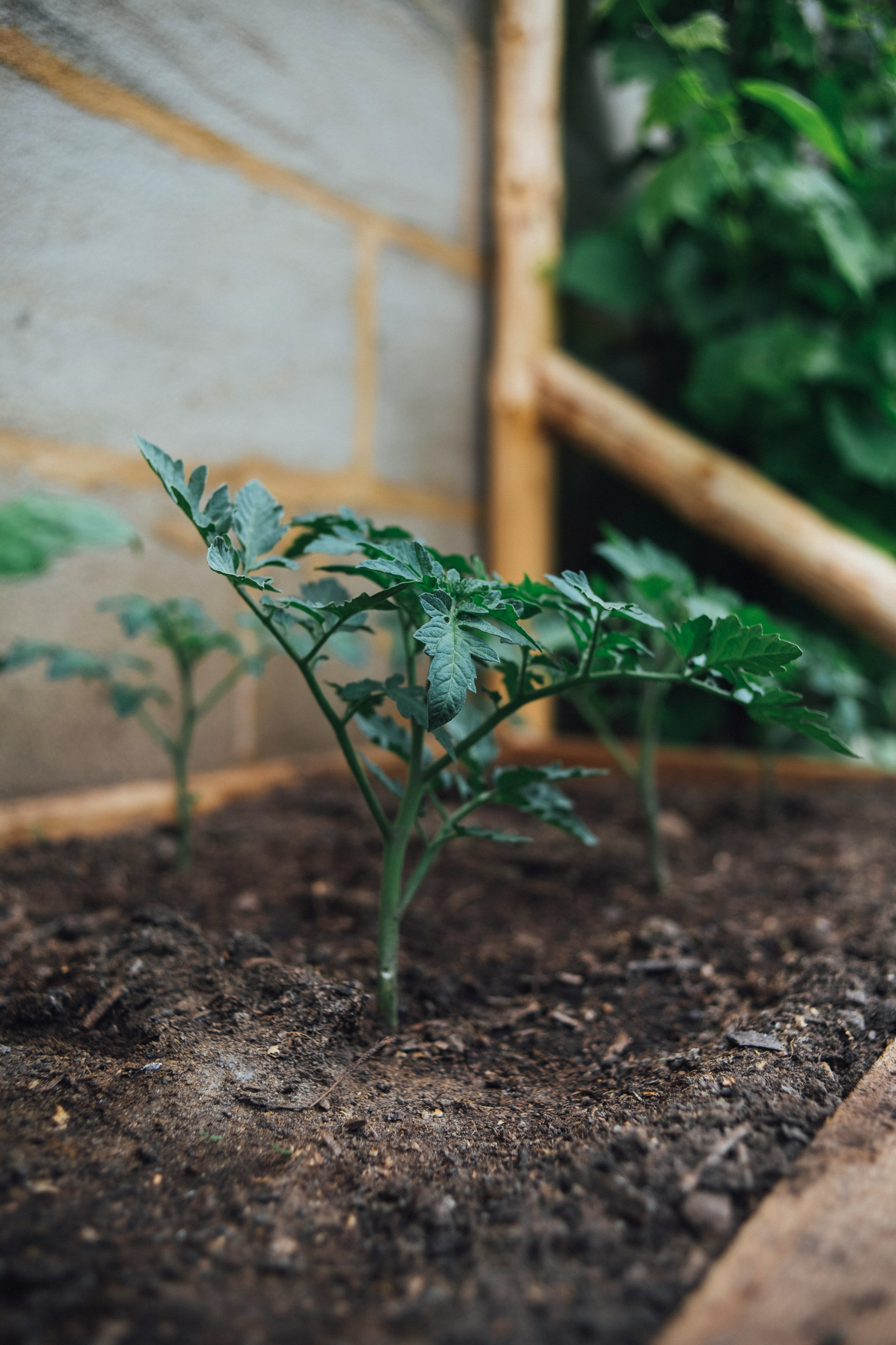 CULTIVAR TOMATES EN CASA: GUÍA COMPLETA Y CONSEJOS PRÁCTICOS PARA UNA COSECHA PERFECTA